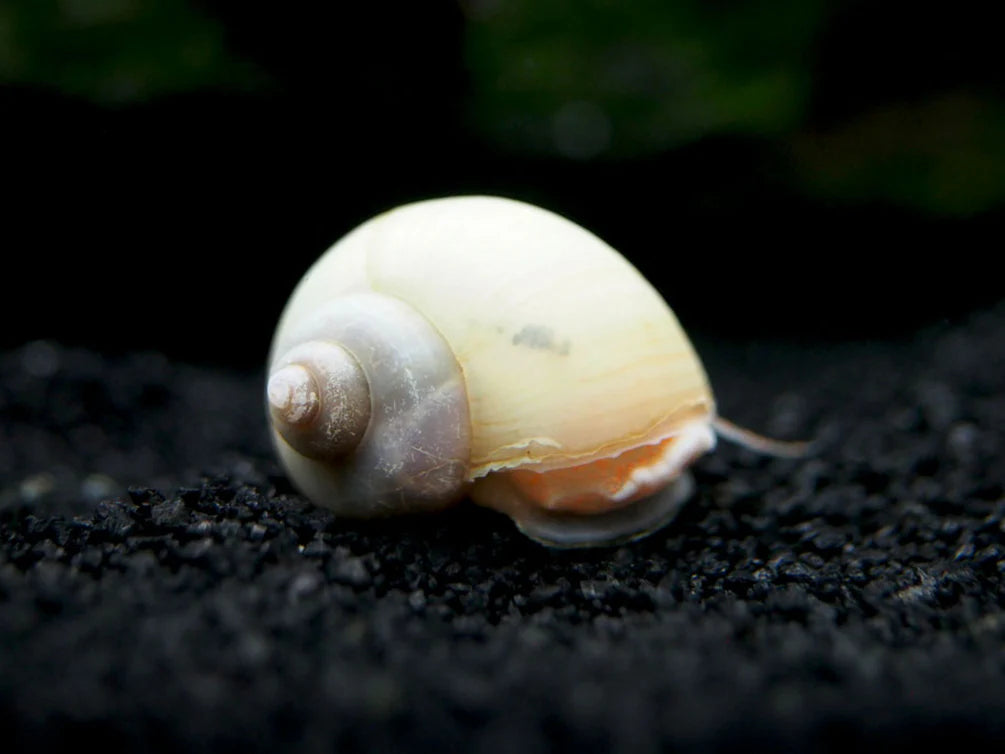 Mystery Snails (Ivory)