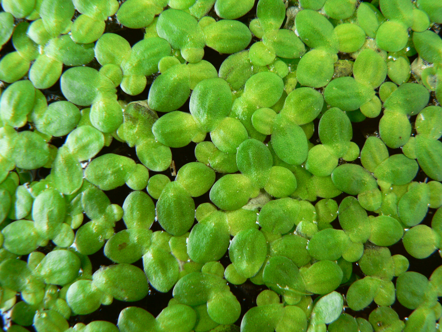 Lemnoideae (Duckweed)