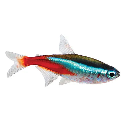 2.5cm Neon Tetra