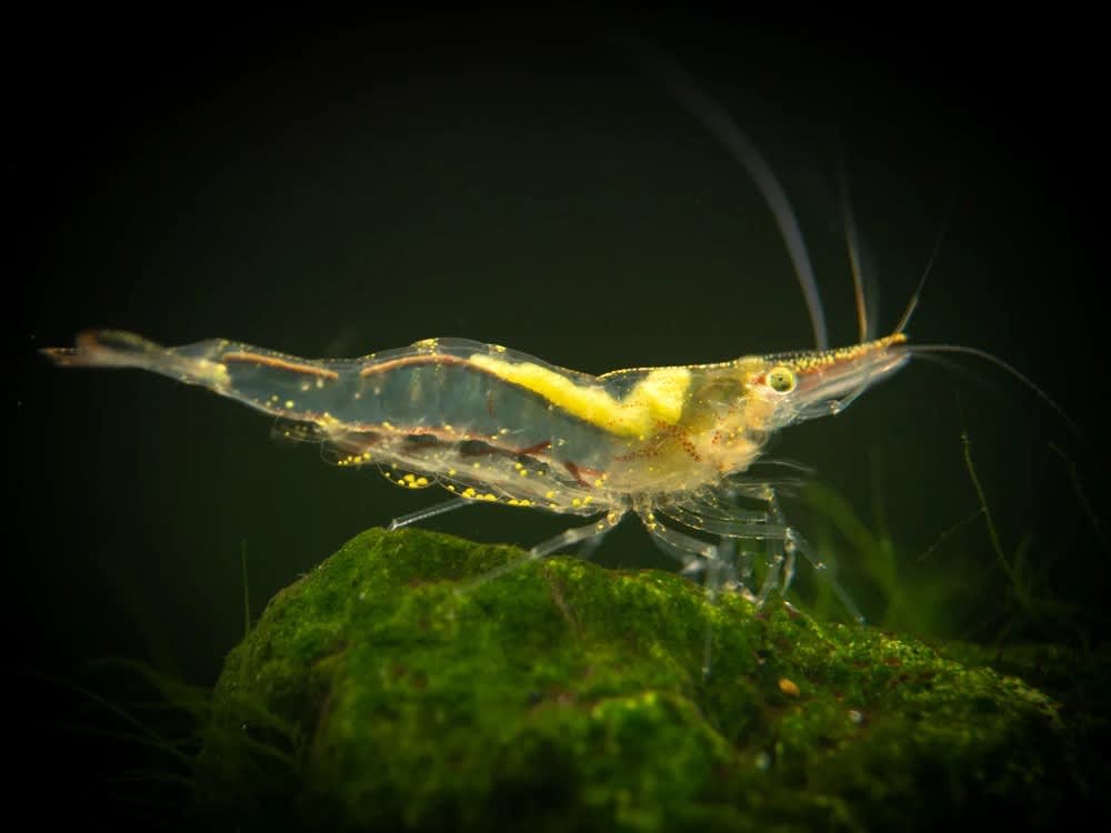 NQ (Algae eating) Shrimp