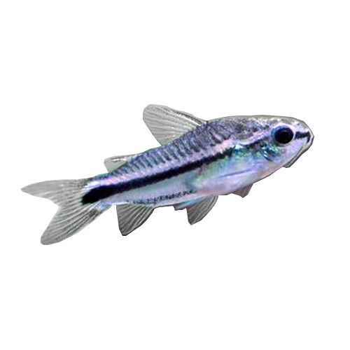 Corydoras Pygmaeus 2cm
