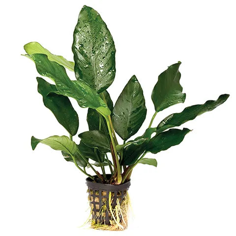 Anubias Assorted - 5cm Pot (Pisces)