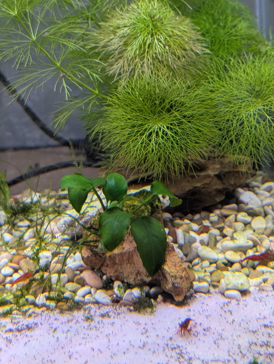 Anubias Small (Attached to Dragon Stone)