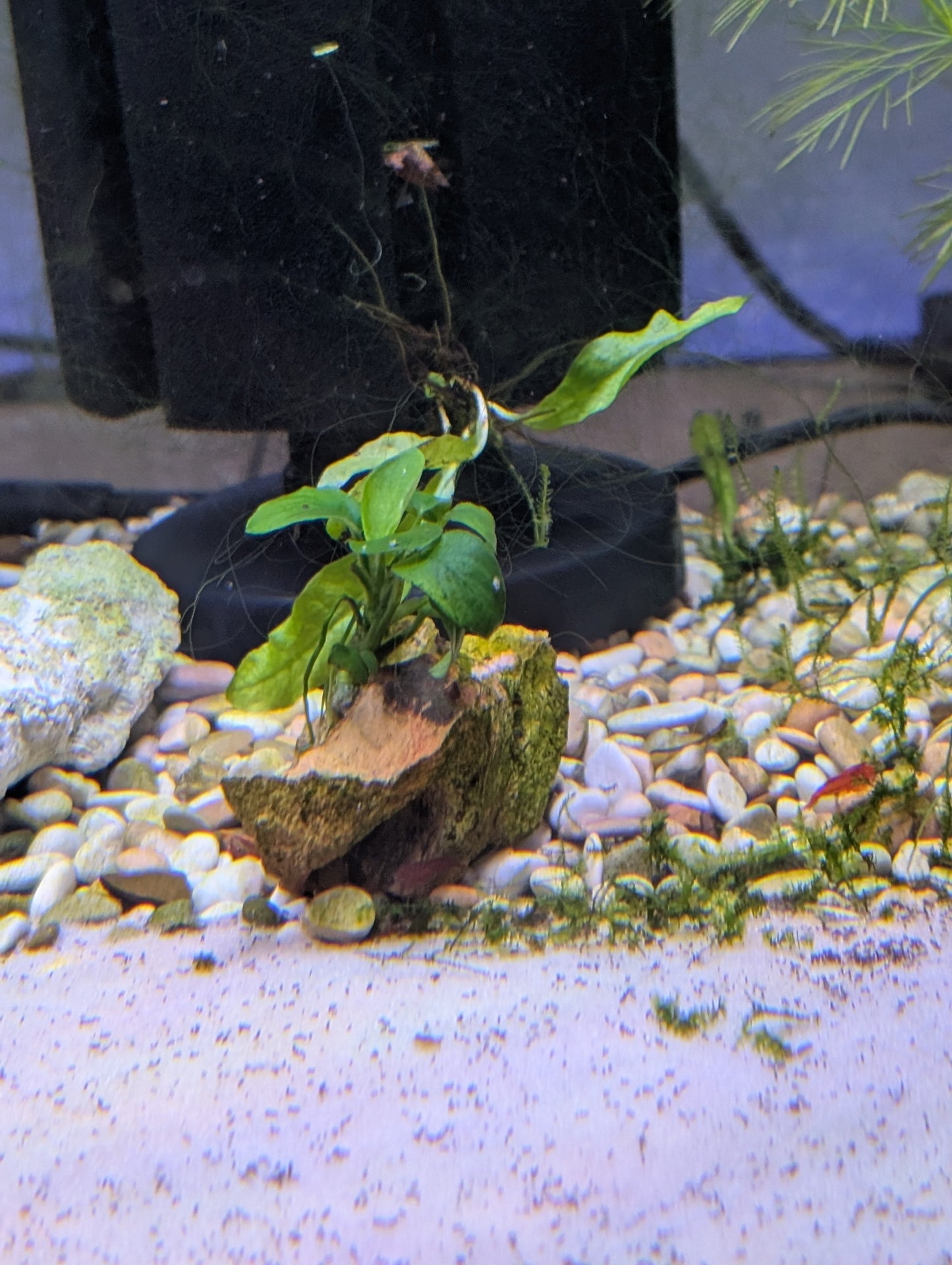 Anubias Small (Attached to Dragon Stone)