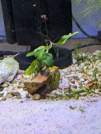 Anubias Small (Attached to Dragon Stone)