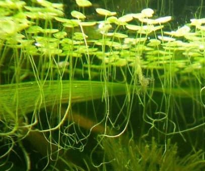 Lemnoideae (Duckweed)