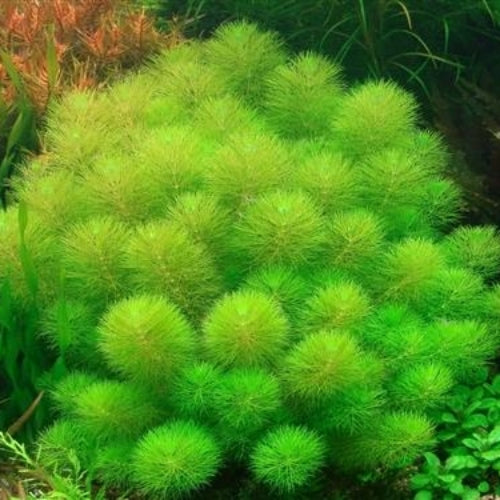 Limnophila sessiliflora (Ambulia)