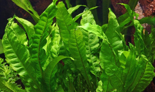 Micro Indo Bunches (Java Fern)
