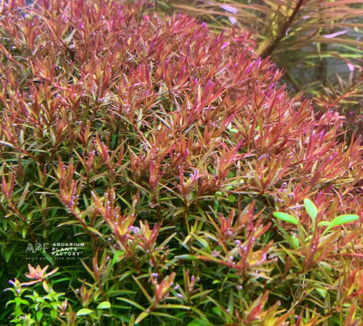 Rotala Colorata - Terracotta 3cm Pot