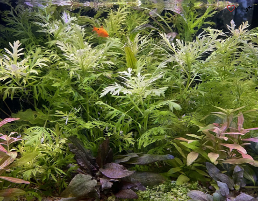 Hygrophilia Difformis (Wisteria)
