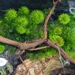Limnophila sessiliflora (Ambulia)