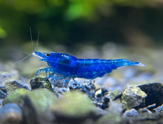 Cherry Shrimp (Blue Dream)