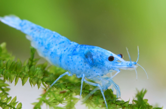 Cherry Shrimp (Blue Jelly)