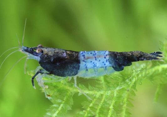 Cherry Shrimp (Blue Rili/Carbon)