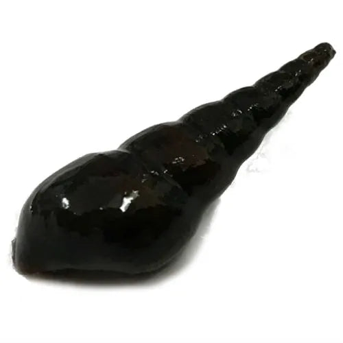 Burrowing Snail