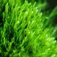 Mini Christmas Moss Large (Vesicularia sp.)