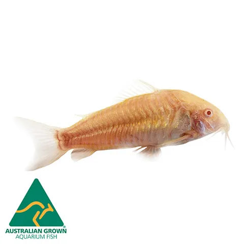 Corydoras Three Stripe