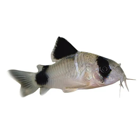 Corydoras Panda