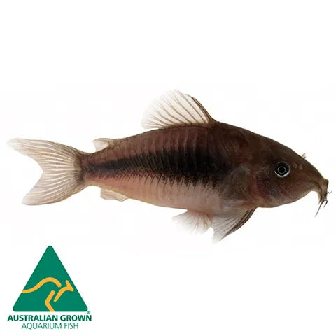 Corydoras Bronze
