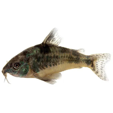 Corydoras Peppered