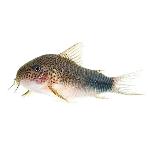 Corydoras Similis