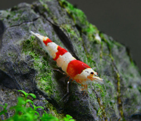 Crystal Red Shrimp