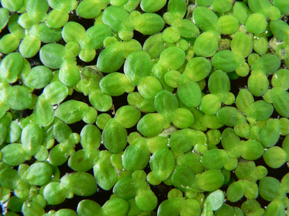 Lemnoideae (Duckweed)