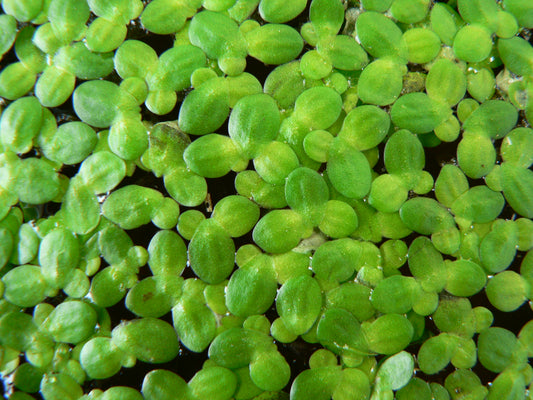 Lemnoideae (Duckweed)