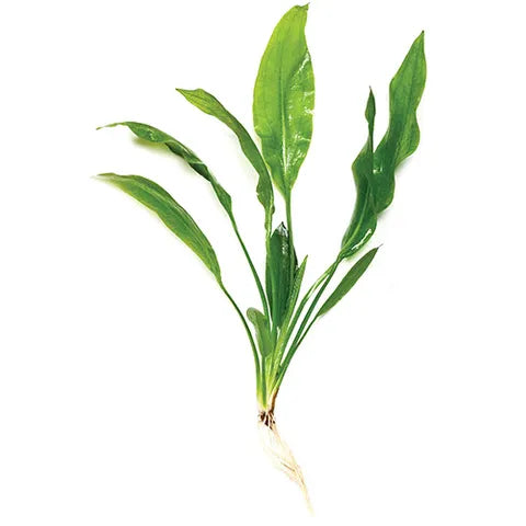 Pisces Echinodorus (Amazon Sword)