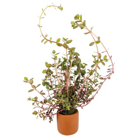 Rotala Colorata - Terracotta 3cm Pot