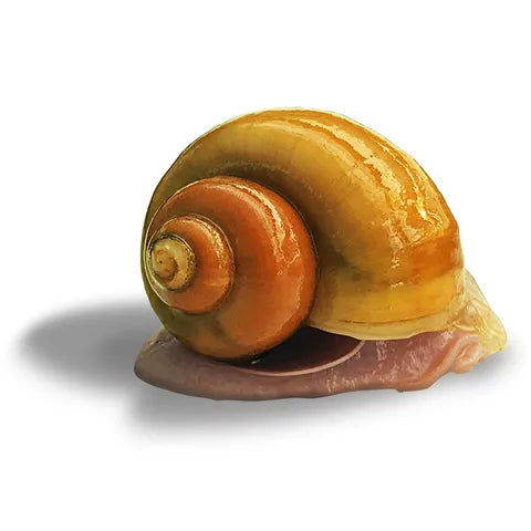 Mystery Snails (Gold)