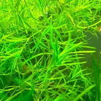 Guppy Grass Large (Najas guadalupensis)