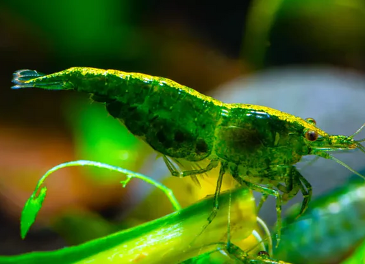 Cherry Shrimp (Green)