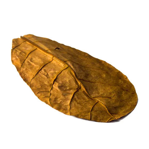 Indian Almond Leaves - 10 Pack