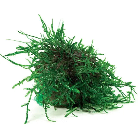 Floating Java Moss Ball