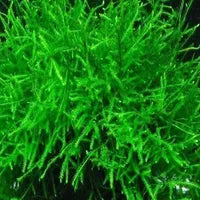 Java Moss Large (Taxiphyllum barbieri)