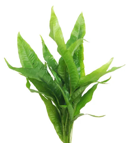 Micro Indo Bunches (Java Fern)