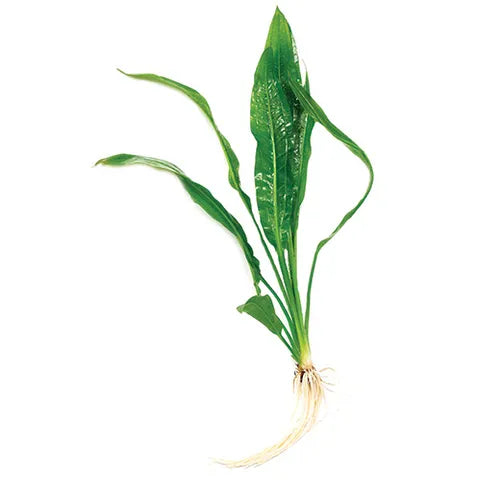 Pisces Echinodorus (Amazon Sword)