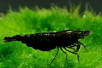 Cherry Shrimp (Black)