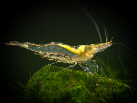 NQ (Algae eating) Shrimp