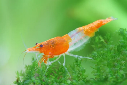 Cherry Shrimp (Orange Rili)
