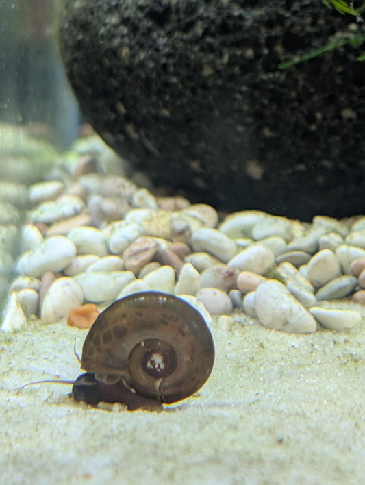 Ramshorn Snail (Leopard)