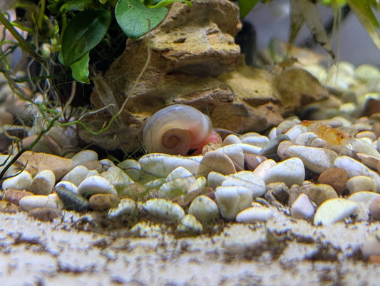Ramshorn Snail (Red)