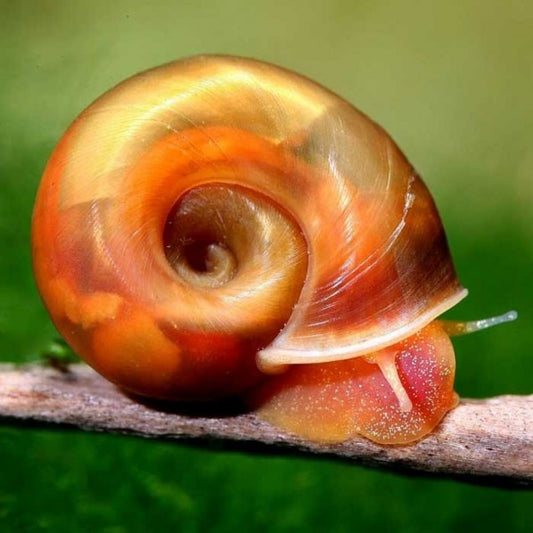 Ramshorn Snail (Red)