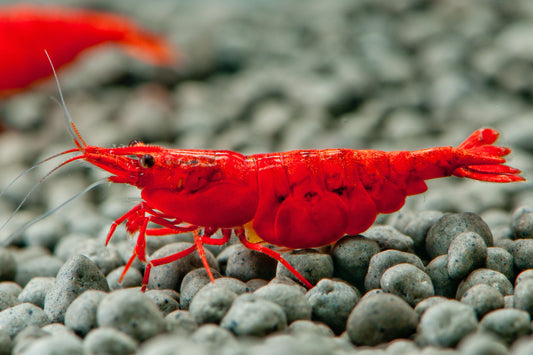 Cherry Shrimp (Red)