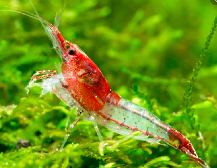 Cherry Shrimp (Red Rili)