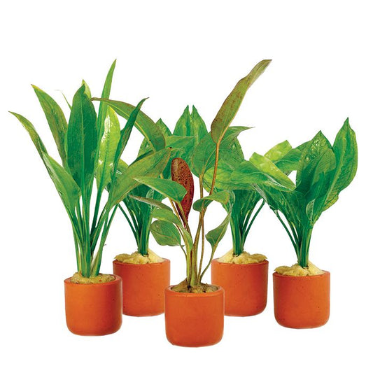Amazon Sword (Single plant) - Terracotta 3cm Pot