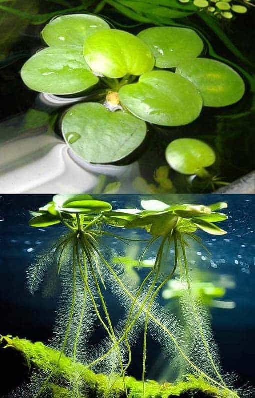 Amazon Frogbit