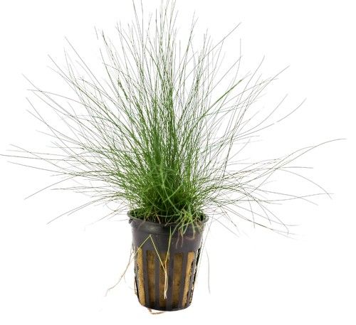 Dwarf Hairgrass (5cm pot)