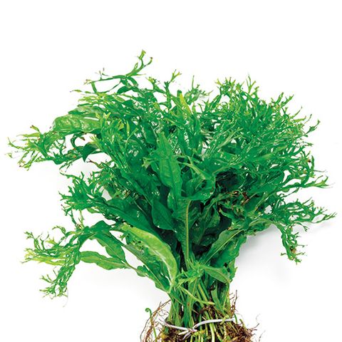 Micro Crested (Windelov) (5cm pot)